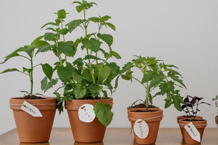 pot plantes herbes aromatiques cuisine mini potager pour enfant